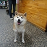 ☆優良血統☆柴犬女の子６歳 サムネイル2