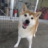 ☆優良血統☆柴犬女の子６歳 サムネイル3