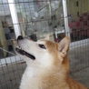 ☆優良血統☆柴犬女の子６歳 サムネイル5