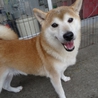 ☆優良血統☆柴犬女の子６歳 サムネイル4