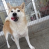 ☆優良血統☆柴犬女の子６歳 サムネイル6