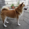 ☆優良血統☆柴犬女の子６歳 サムネイル7