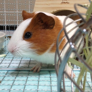 私達の分まで可愛がって下さる方に
