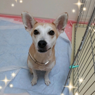 とてもいいこです(^o^)