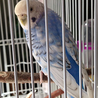 セキセイインコ里親募集＠名古屋 サムネイル4
