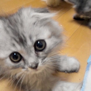 グレーの長毛甘えん坊の瑞樹ちゃん