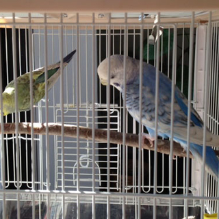 セキセイインコ里親募集＠名古屋