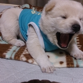白柴犬風仔犬～生後約3週間～