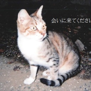 虐待で前歯が1本抜かれ、今度は餌場とられちゃった。