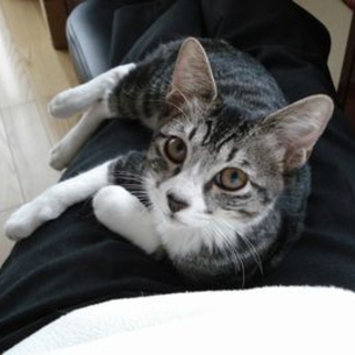 きれいなおとなしい猫です
