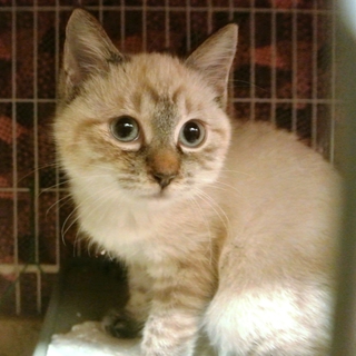 人なれ、穏やかなシャム猫キキ、不妊手術ワクチン済
