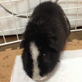 黒毛モルモットの里親様募集です。