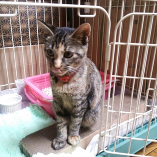 至急よろしくお願いいたします