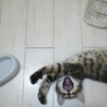 里親決まりました。ありがとうございます。 サムネイル2