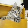 里親決まりました。ありがとうございます。 サムネイル6