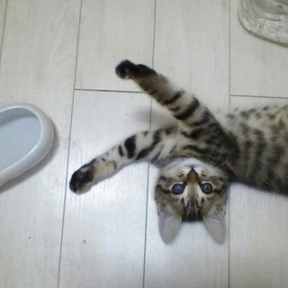 里親決まりました。ありがとうございます。