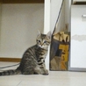 里親決まりました。ありがとうございます。 サムネイル3