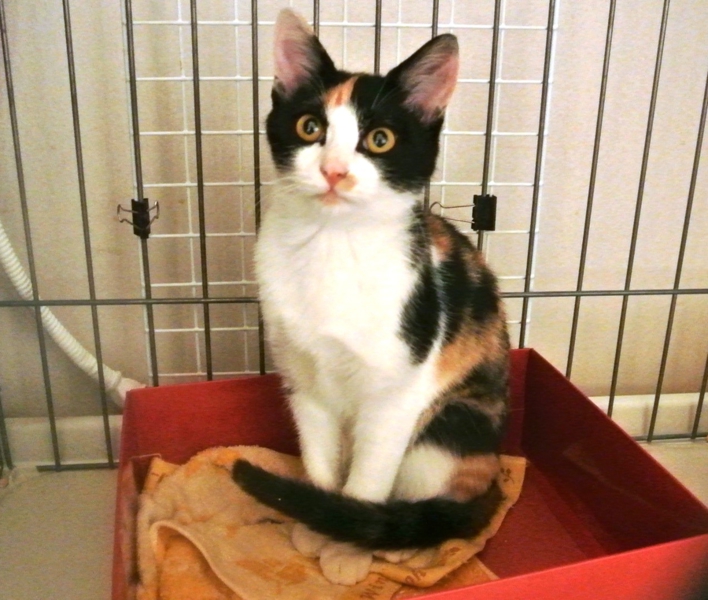 美しい三毛猫、人なれ、健」東京都 - 猫の里親募集(24359