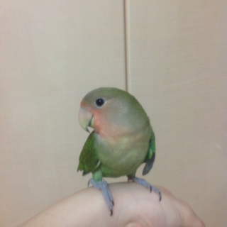 コザクラインコ里親募集