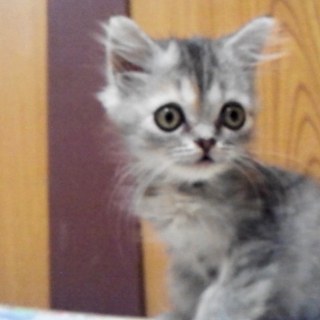 グレーのふわふわ子猫柚樹ちゃん