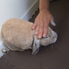 里親様募集 サムネイル6