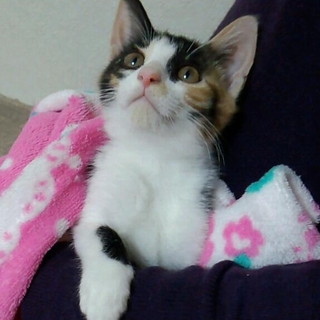 可愛い三毛猫の女の子☆元気いっぱい【動画あり】