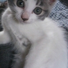 子猫4匹の里親さん募集中です サムネイル6