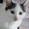 子猫4匹の里親さん募集中です サムネイル7