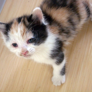 可愛らしい子猫里親募集中