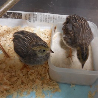 素敵な里親様決まりました