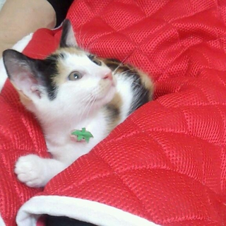 可愛い三毛猫の女の子☆おっとりさん☆