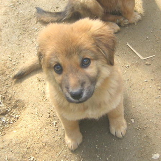 フワフワ子犬のトミーくん(問い合わせ頂いています）