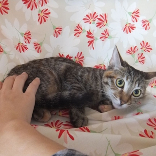 ★★ちょっと細めのキジ子猫です★★