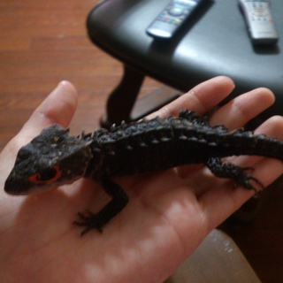 アカメカブトトカゲ里親募集