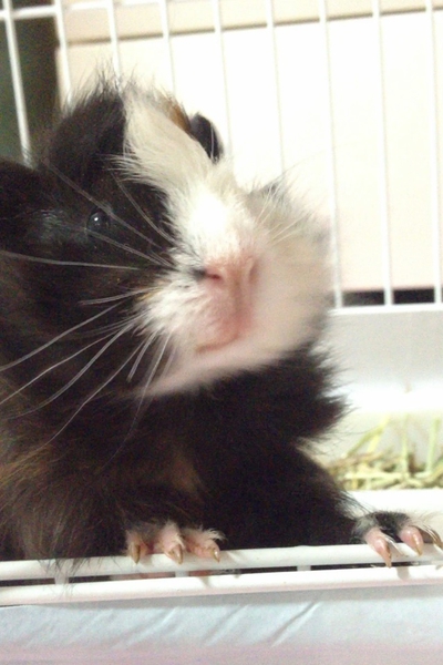 名前を呼んだら来ます 大阪府 小動物の里親募集 ペットのおうち 月間利用者150万人