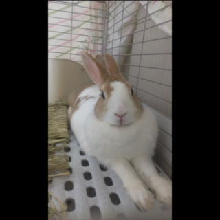 うさぎの里親探しています