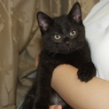 黒猫ちゃんの里親募集中です