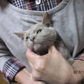 かわいい子猫です。飼い主さんになってください。