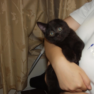 片耳の黒猫です。優しい里親さん募集します