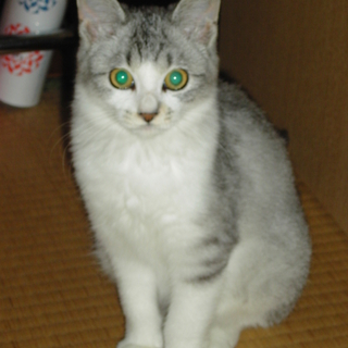 子猫の里親募集