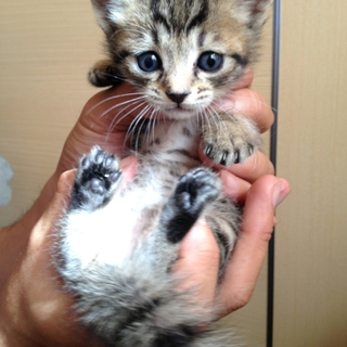 生後1ヶ月の子猫ちゃん