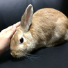 ネザー寄りミニウサギ♂素敵な里親様決定しました。 サムネイル4