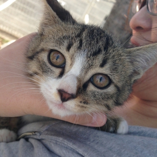 3か月の可愛い子猫の里親さん募集中