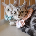 多頭飼い崩壊アメリカンショートヘアー　ピンクちゃん