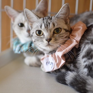 多頭飼い崩壊アメリカンショートヘアー　ピンクちゃん