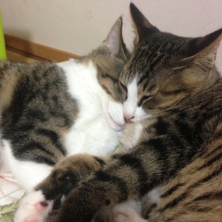 生後四ヶ月の子猫です