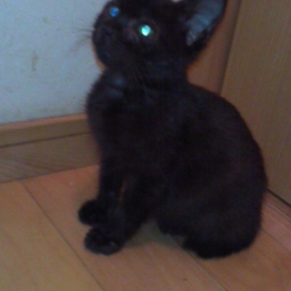 人懐こい黒猫ちゃんです