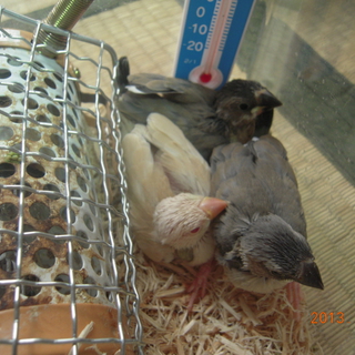 文鳥ヒナの里親募集（里親が決まりました）