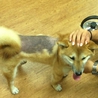 いつも明るい柴犬のメモチョ サムネイル2