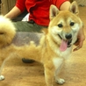 いつも明るい柴犬のメモチョ サムネイル3